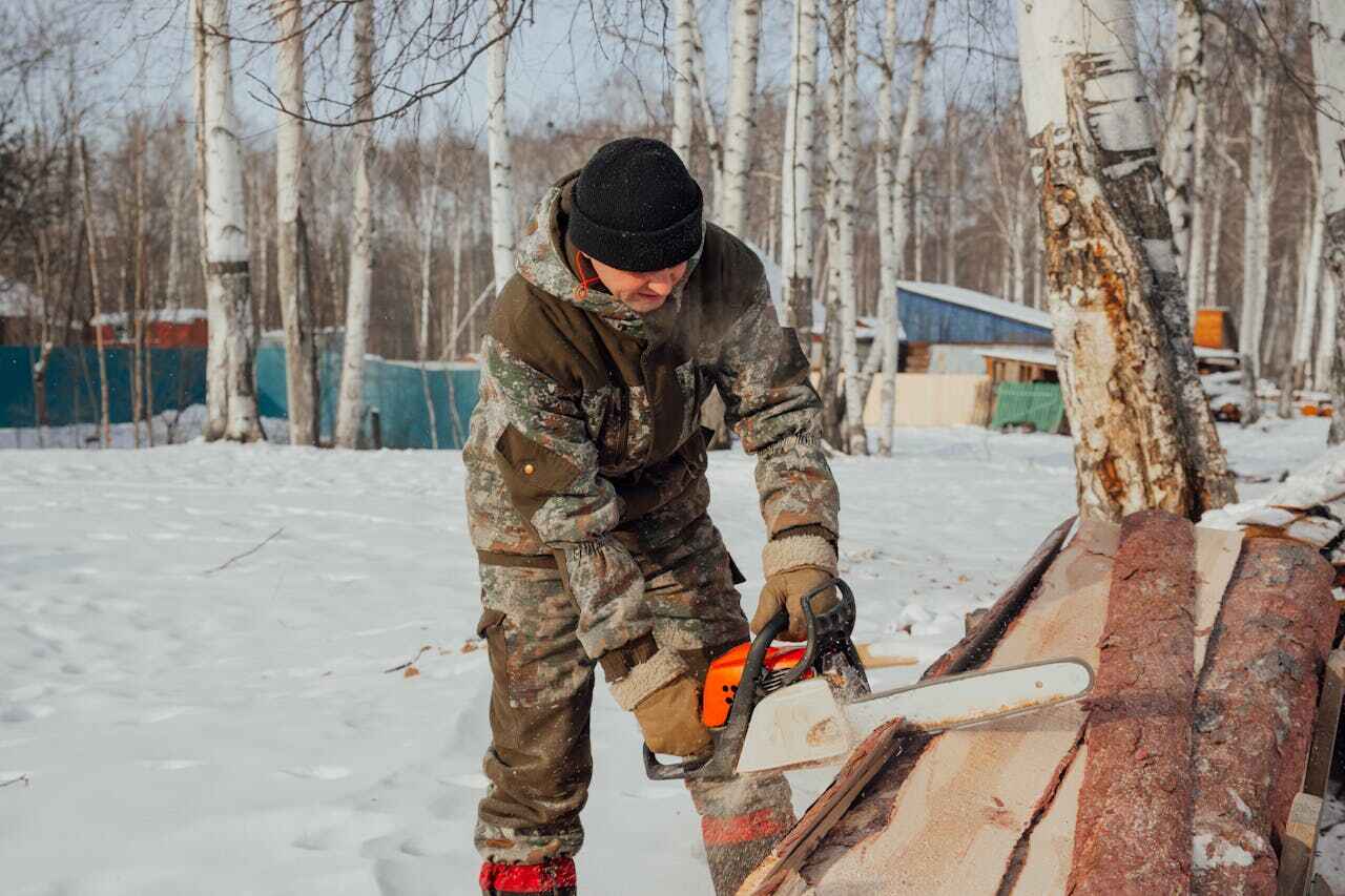 Palm Tree Trimming in Faxon, PA